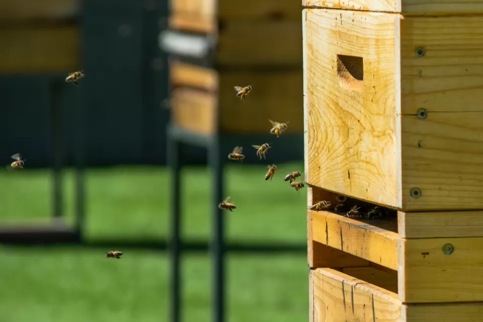 Close-up of wooden beehive with bees flying in and out
